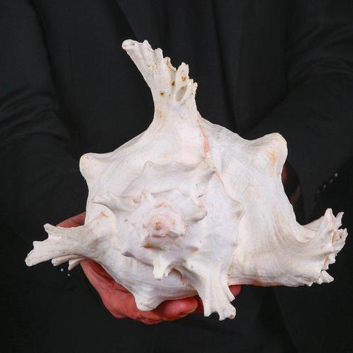 Extra grote Ramose Murex - zeeslak schelp - Zeeschelp -, Verzamelen, Dierenverzamelingen