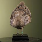 Grijze Pauwfazant Spiegelpauw, Ophalen of Verzenden, Nieuw, Vogel, Opgezet dier