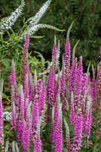 Vaste planten, geranium, vrouwenmantel, siergras, zonnehoed, Overige soorten, Vaste plant, Ophalen of Verzenden, Halfschaduw