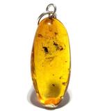 Grote Baltische Amber Hanger met Parasitaire Wesp Inclusie –, Nieuw