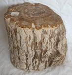 versteend hout - Gefossiliseerd hout - Diptocarpus - 20 cm -, Verzamelen, Mineralen en Fossielen