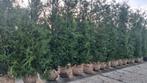 Grote coniferen, Thuja plicata Martin 350-400 cm