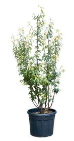 Tibetaanse sierkers meerstammig Prunus serrula 162,5 cm - Wa, Tuin en Terras, Verzenden
