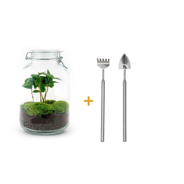 DIY terrarium - Jar - Coffea Arabica -  28 cm, Tuin en Terras, Bloembollen en Zaden, Verzenden