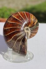 Nautilus - Gefossiliseerd dier - 9.5 cm - 7.5 cm