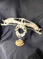 Geponde hamerhaai Schedel - (Sphyrna zygaena) - Museum Grade