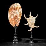 Prachtige set van 2 schelpen - Spider Conch Shell & Melo