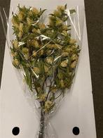 Hop Carpinus in hoes blad droogbloem, Ophalen of Verzenden, Nieuw