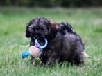 Leuke Gezelschapshondjes., Nederland, Parvo, Overige rassen, 8 tot 15 weken