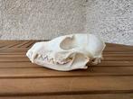 Arctische vos Schedel van een zoogdier - Vulpes lagopus - 6, Verzamelen, Dierenverzamelingen, Nieuw