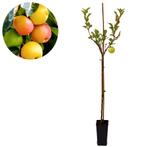 Appelboom Sweet Summer, Tuin en Terras, Planten | Fruitbomen, Verzenden, Volle zon