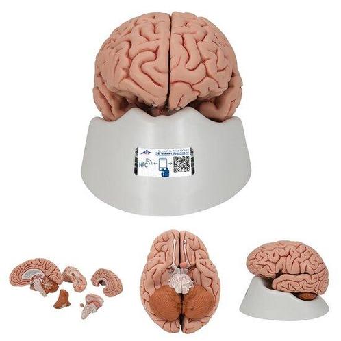 Anatomie model hersenen, 5-delig, Sport en Fitness, Overige Sport en Fitness, Verzenden