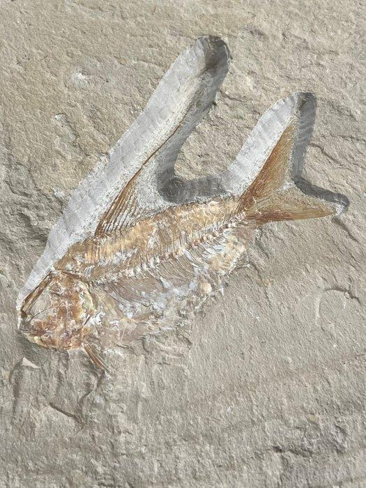 Vis - Fossiel skelet - Nematonotus longispinus - 18.5 cm -, Verzamelen, Mineralen en Fossielen