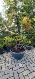 Ilex Crenata bonsai Japanse hulst in Sierpot, Tuin en Terras, Ophalen, Nieuw