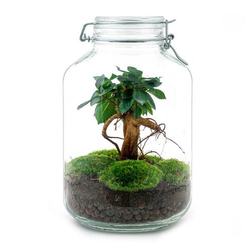 DIY terrarium - Jar - Ficus Ginseng bonsai -  28 cm - Norma, Huis en Inrichting, Kamerplanten, Verzenden