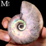 Special Raimbow Perlized Desmoceras Latidorsatum Ammoniet