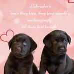 Mooie bruine brede labrador pups geboren bij erkende kennel, Dieren en Toebehoren, Honden | Retrievers, Spaniëls en Waterhonden