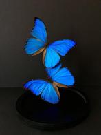 Vlinder Taxidermie volledige montage - Morpho didius - 30 cm