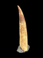 Natuurlijke tand van Spinosaurus - Fossiele tand -