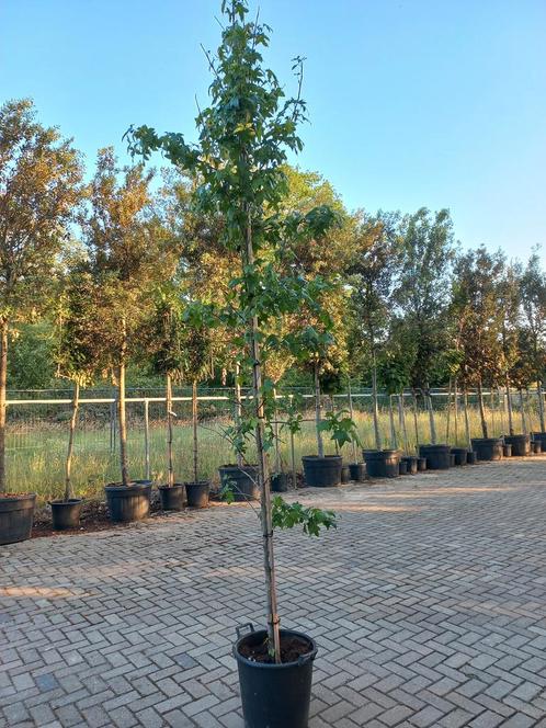 Liquidambar Styraciflua Amberboom, Tuin en Terras, Planten | Bomen, Ophalen