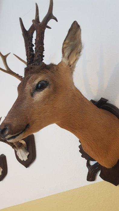 Reebok Taxidermie volledige montage - Capreolus - 57 cm - 25, Antiek en Kunst, Curiosa en Brocante