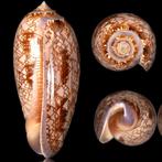 Verzamelobject - Zee schelp uit Mexico Zeeschelp - Oliva, Nieuw