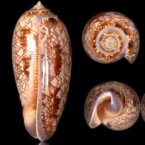 Verzamelobject - Zee schelp uit Mexico Zeeschelp - Oliva, Verzamelen, Dierenverzamelingen