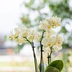 Kolibri Orchids | Gele orchidee Mexico + Floral sierpot lich, Verzenden