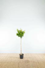 Prunus x subhirtella Autumnalis halfstam 120cm stam