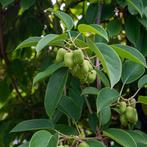 Actinidia arguta Issai - 60-80 cm, Tuin en Terras, Planten | Tuinplanten, Ophalen of Verzenden
