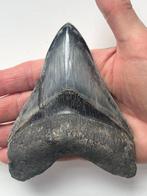 Megalodon tand 12,0 cm - Fossiele tand - Carcharocles