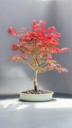 Japanese maple bonsai (Acer palmatum) - Hoogte (boom): 44 cm, Antiek en Kunst, Kunst | Schilderijen | Klassiek