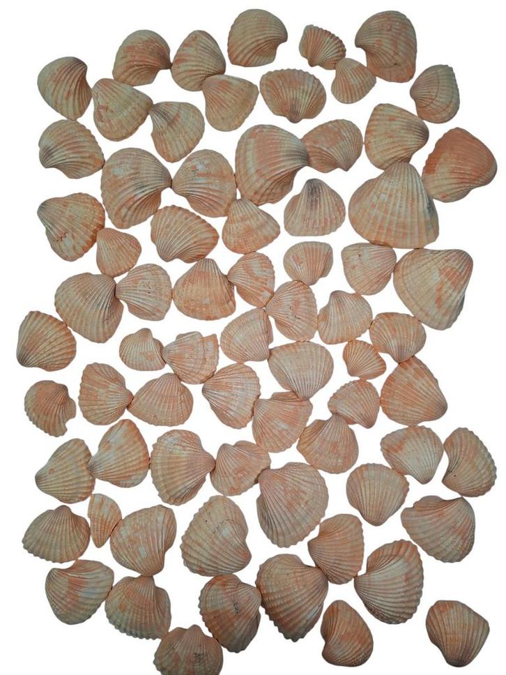 Chippy Pastel schelpen Orange washed 1 kilo, Hobby en Vrije tijd, Knutselen, Nieuw, Ophalen of Verzenden