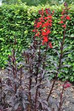 Lobelia Lobelia fulgens Queen Victoria 5-10 Pot P9, Tuin en Terras