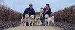 SHiba Inu pups te koop, Belgisch Shiba fokker, Parvo, België, Overige rassen, 8 tot 15 weken
