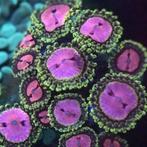 Zoanthus Pink Diamonds M (5-6 poliepen), Dieren en Toebehoren, Vissen | Aquaria en Toebehoren, Nieuw, Ophalen of Verzenden