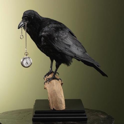 Raaf met Zakhorloge Taxidermie Opgezette Dieren By Max, Verzamelen, Dierenverzamelingen, Opgezet dier, Nieuw, Vogel, Ophalen of Verzenden