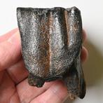 Wolharige neushoorn - Fossiele tand - Coelodonta