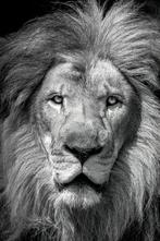 Viktoria Farkas - Majesty in Monochrome