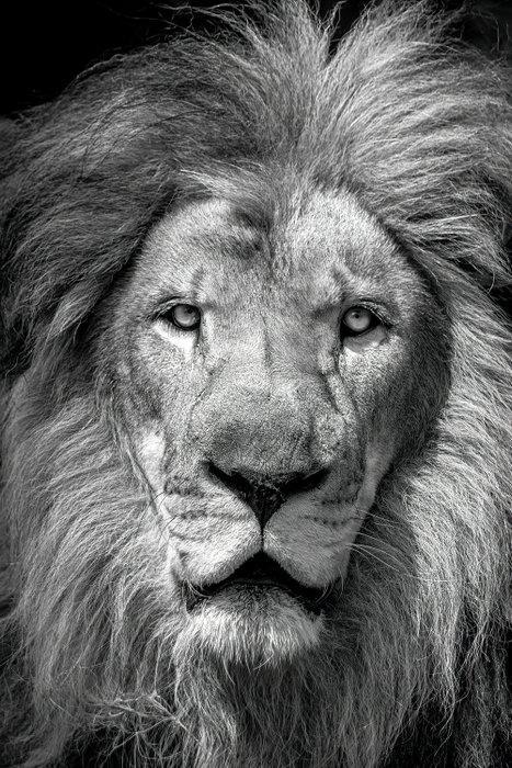 Viktoria Farkas - Majesty in Monochrome, Antiek en Kunst, Kunst | Designobjecten