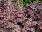 Heuchera mic. Palace Purple  - Purperklokje, Tuin en Terras, Planten | Tuinplanten, Halfschaduw, Zomer, Vaste plant, Bodembedekkers