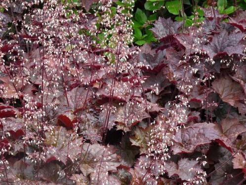 Heuchera mic. Palace Purple  - Purperklokje, Tuin en Terras, Planten | Tuinplanten, Bodembedekkers, Vaste plant, Halfschaduw, Zomer