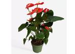 Flamingoplant - Anthurium Madural Red P17, Huis en Inrichting, Kamerplanten, Verzenden