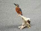 Blauwoorijser Taxidermie volledige montage - Alcedo, Verzamelen, Nieuw