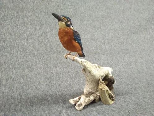 Blauwoorijser Taxidermie volledige montage - Alcedo, Verzamelen, Dierenverzamelingen