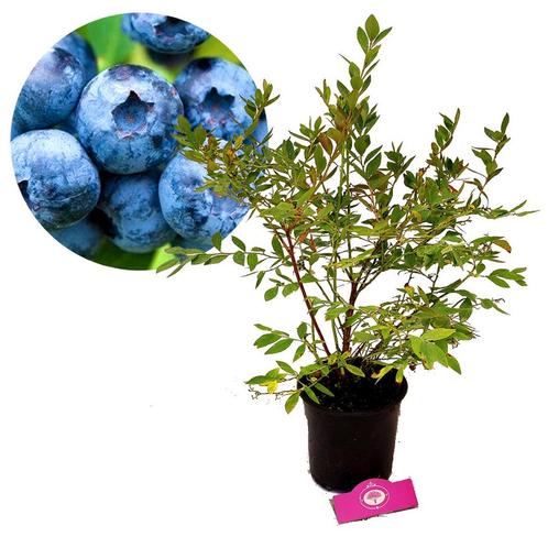 blauwe bes Vaccinium corymbosum Sunshine Blue, Tuin en Terras, Planten | Fruitbomen, Volle zon, Verzenden