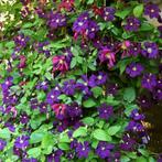 Clematis ‘Etoile Violette - 60-80 cm, Tuin en Terras, Planten | Tuinplanten, Ophalen of Verzenden