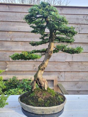 Conifeer bonsai (Taxus) - Hoogte (boom): 57 cm - Diepte beschikbaar voor biedingen