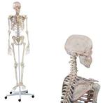 Anatomie model menselijk skelet met spieren, Nieuw, Verzenden