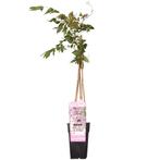 Wisteria floribunda Rosea - Roze regen - Ø15cm - 65cm, Verzenden, Nieuw
